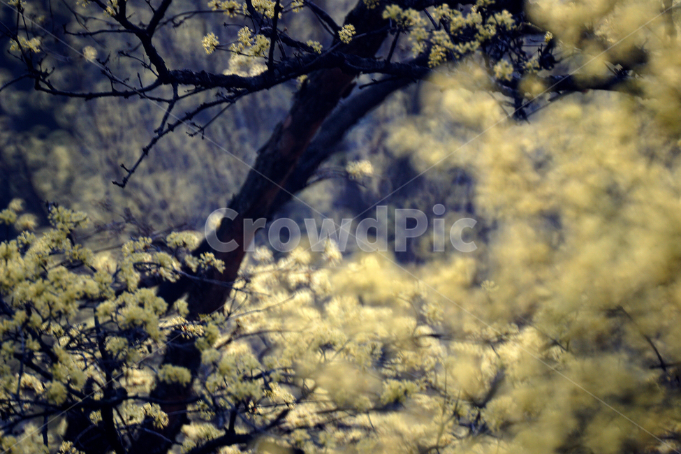 산슈유,봄,노랑,축제,감성,봄,계절,spring,season,식물,자연,plants,nature,꽃,flower,plant