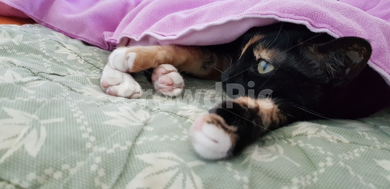 코숏,고양이,검은고양이,카오스고양이,코리안숏헤어