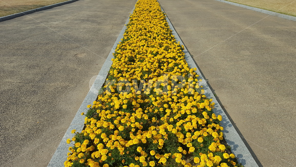 꽃,노란색,식물,자연,예쁜,식물,자연,plants,nature,꽃,flower