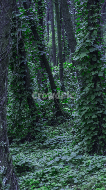 vegetation,초목,plant,식물,tree,옥외,outdoors,나라,land,나무,nature,자연,woodland,삼림지,숲,forest,자연,풍경,nature,landscape