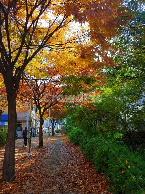 가음,낙엽,길,길거리,단풍,알록달록,가을,계절,fall,autumn,season,자연,풍경,nature,landscape,plant,식물,tree,나무,leaf,잎,tree trunk,나무 줄기