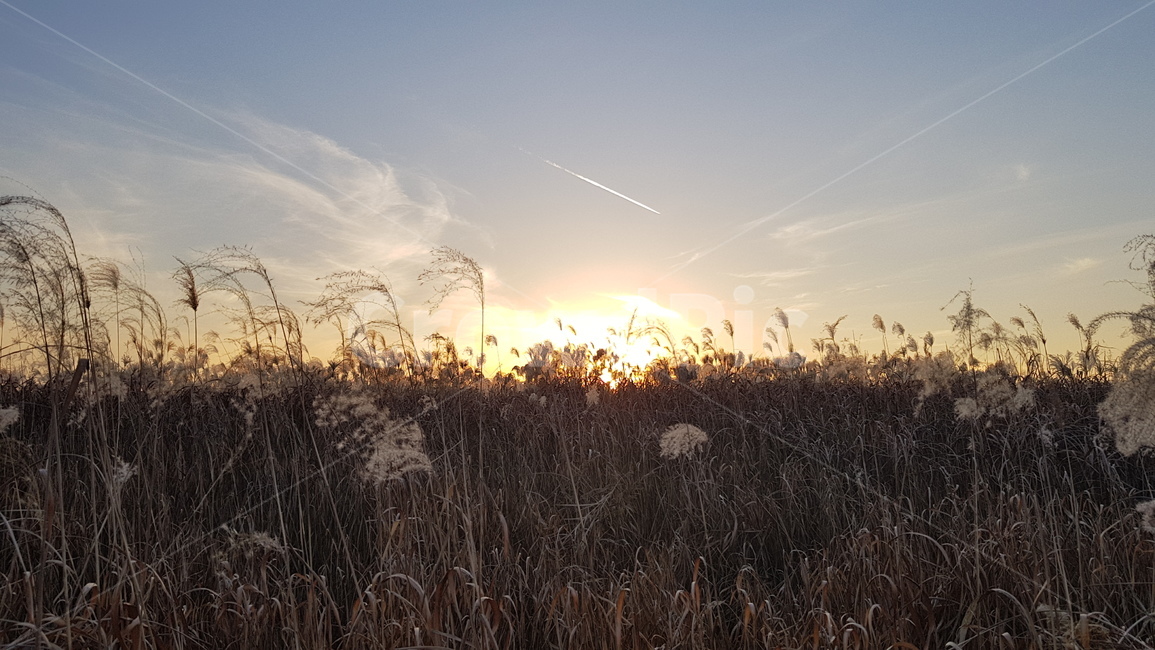 노을,갈대,일몰,가을,12월,가을하늘,풍경,가을,계절,fall,autumn,season,grass,잔디,plant,식물,lawn,reed