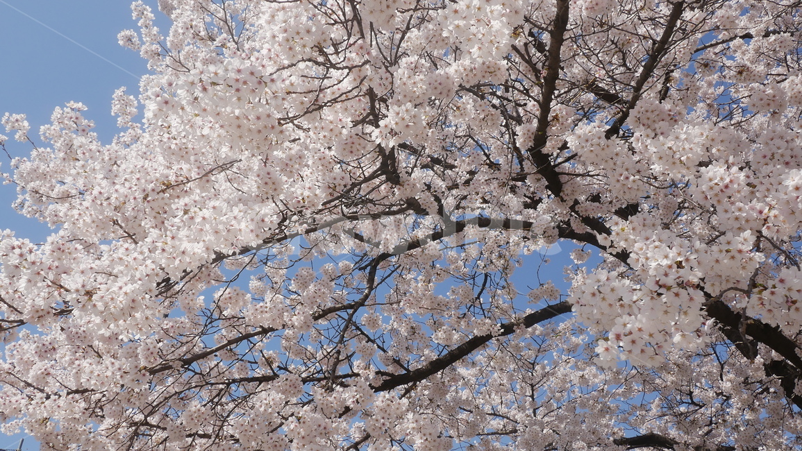 벚꽃,벚꽃나무,꽃,봄,클로즈업,봄,계절,spring,season,식물,자연,plants,nature,꽃,flower,plant,blossom