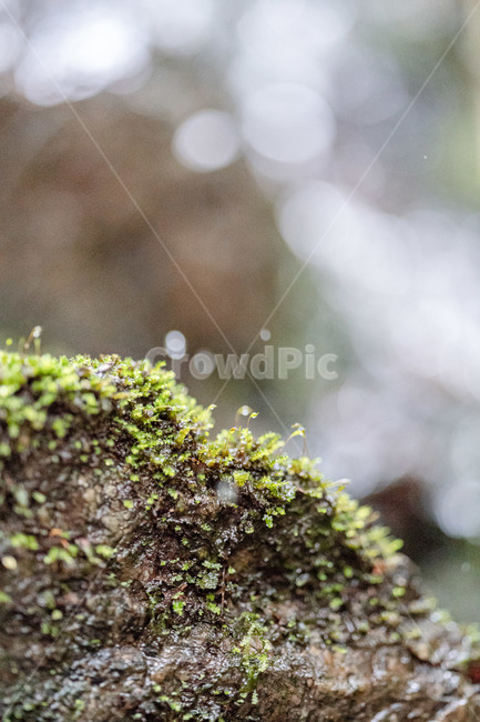 이끼,자연,outdoors,보케,물,계곡,개울,식물,자연,plants,nature