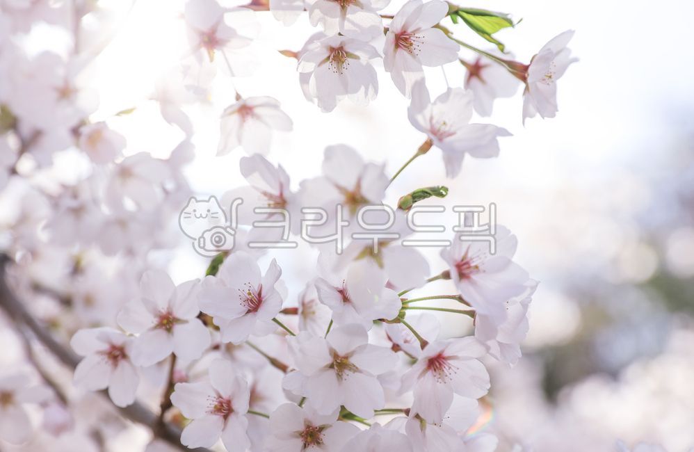 벚꽃,꽃,꽃잎,나무,나뭇가지,식물,자연,봄,계절,배경,감성,하늘,구름,푸른하늘,blossom,flower,봄,계절,spring,season