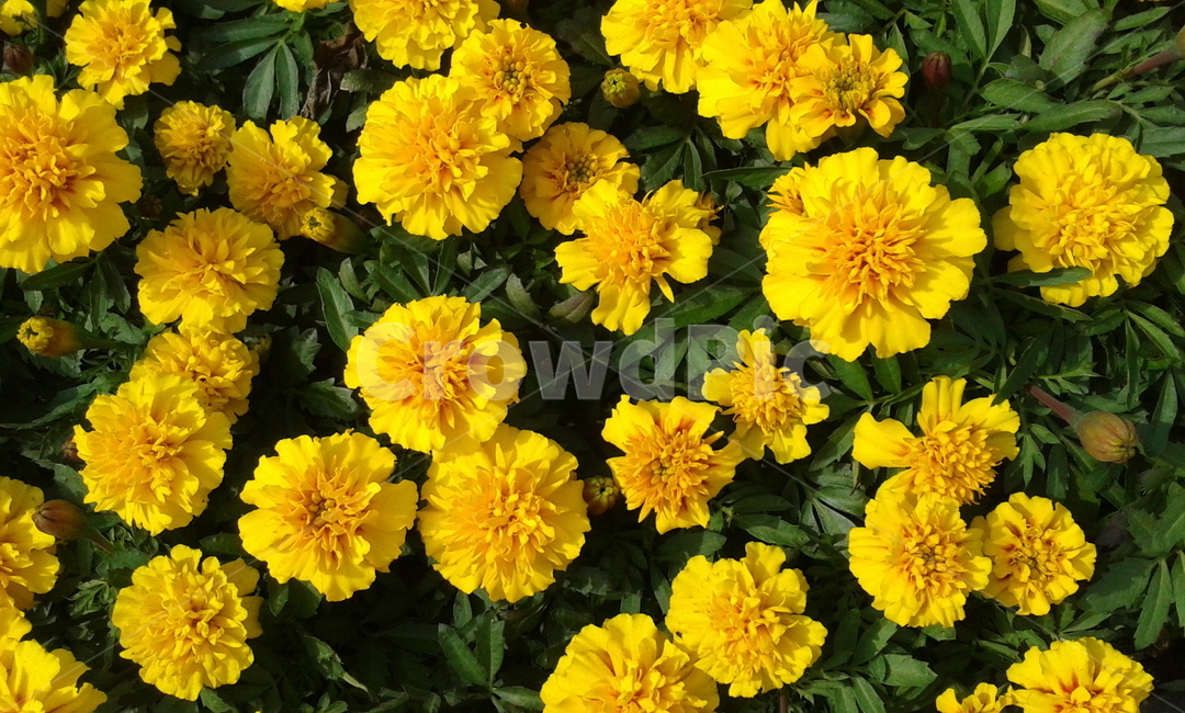 plant,식물,yellow,노랑,꽃,식물,자연,plants,nature