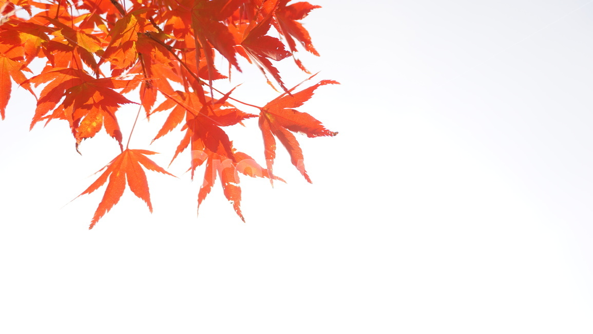 가을,단풍,다홍,빨강,red,나뭇잎,식물,잎,나무,leaf,maple,plant,흰색,scarlet,가을,계절,fall,autumn,season