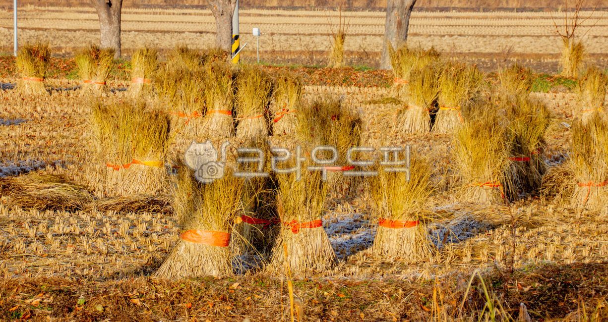 nature, 자연, outdoors, 옥외, 볏짚, 사진,이미지,일러스트,캘리그라피 - studio H작가