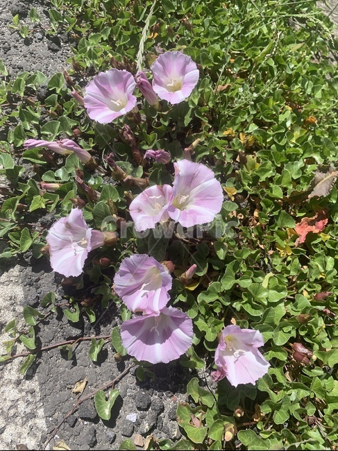 제주꽃,꽃,보라색,보라색꽃,자연