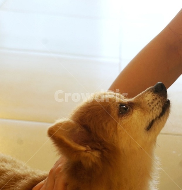 강아지,puppy,포메라니안,pomeranian,pet,동물,animal,포유류,mammal,개,강아지,dog,doggy