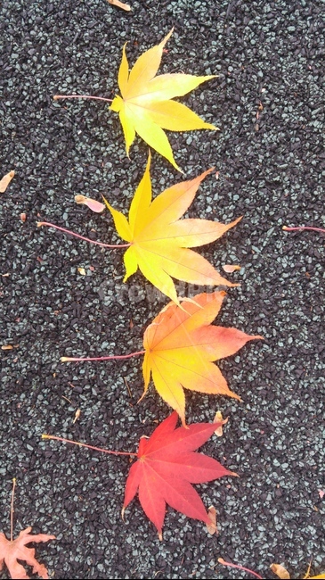단풍,가을,색,겨울,준비,진열,나열,식물,leaf,잎,tree,나무