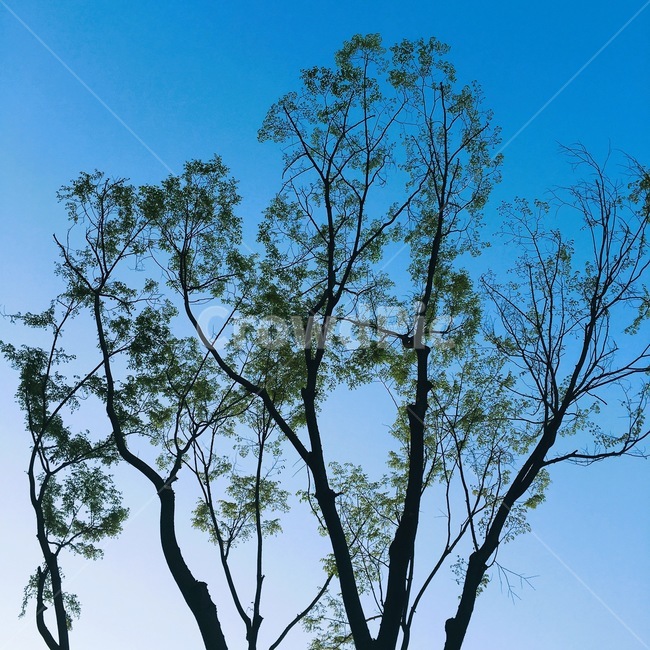 한강,나무,하늘,풍경,여름,식물,자연,plants,nature,나무,trees,wood