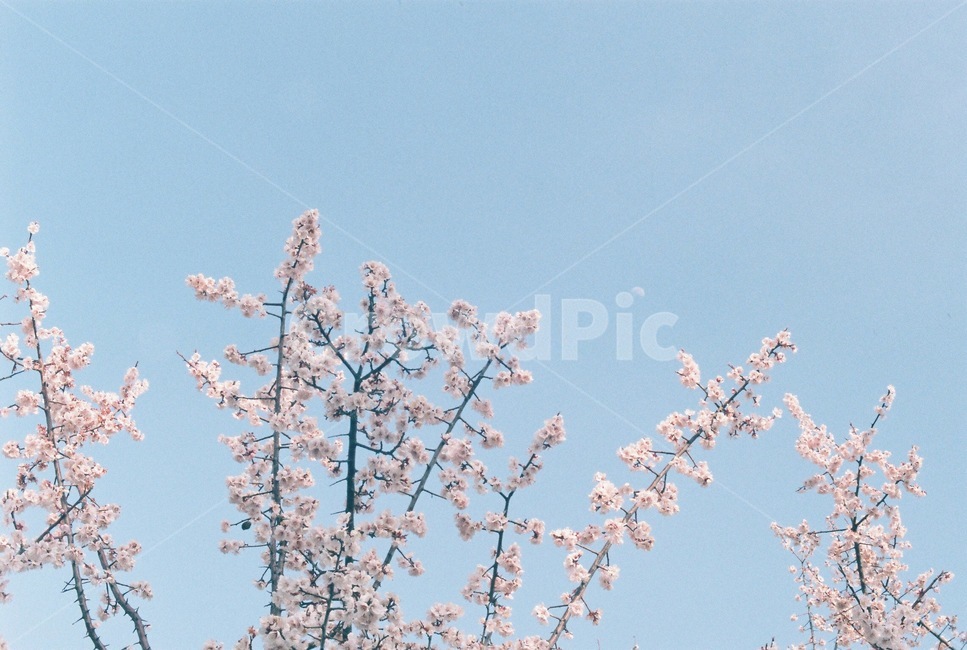 초승달,봄,꽃,매화,하늘,벚꽃,spring,flower,blossom,봄꽃,봄,계절,spring,season,식물,자연,plants,nature,꽃,flower,plant
