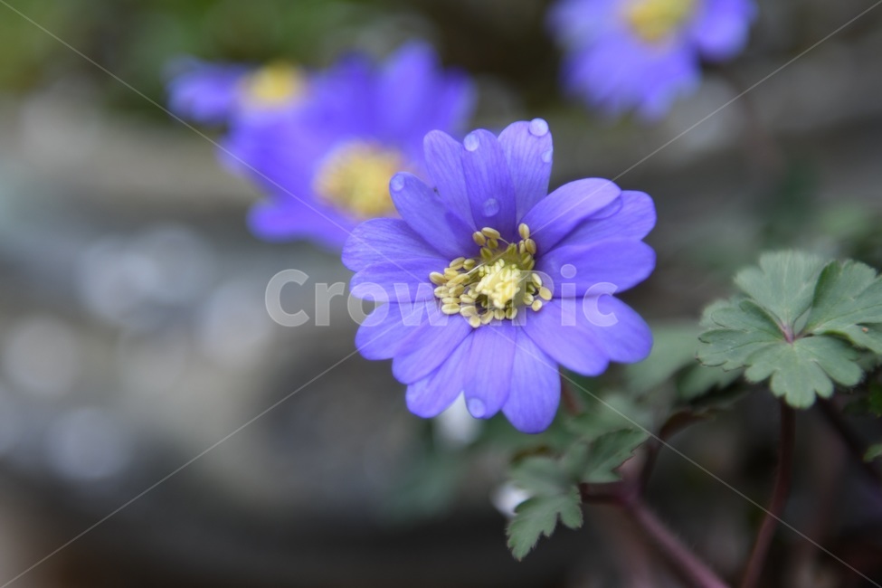 식물,꽃,감성사진,자연,flower,꽃사진,봄,봄꽃,계절,빗방울,비,감성,4월,spring,힐링,자연풍경,풍경,식물,자연,plants,nature,꽃,flower