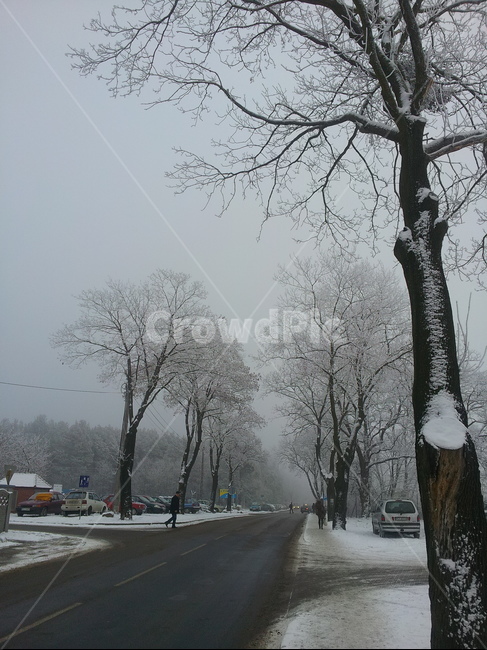 눈,눈꽃,나무,도로,나무가지,하늘,겨울,계절,winter,season