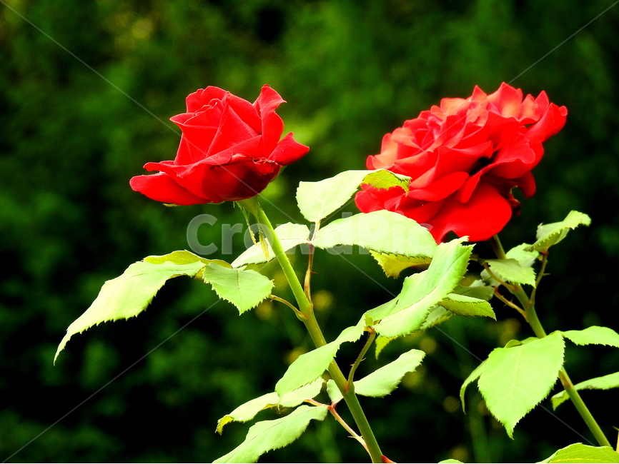 식물,꽃,장미,flower,rose,식물,자연,plants,nature,꽃,flower