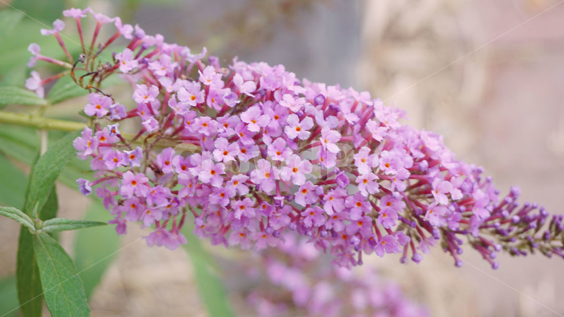 분홍꽃,꽃,봄,예쁜꽃,flower,핑크,활짝핀꽃,plant,blossom,식물,낭만,배경화면