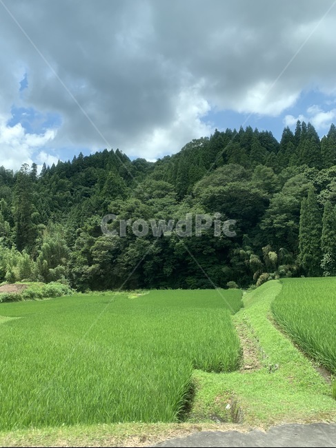 자연,목초지,시골,논,grassland,nature,자연,풍경,nature,landscape