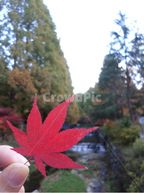 장태산휴양림,대전,가을,단풍,메타쉐콰이어,산책,가을,계절,fall,autumn,season,leaf,잎,plant,식물,tree,나무