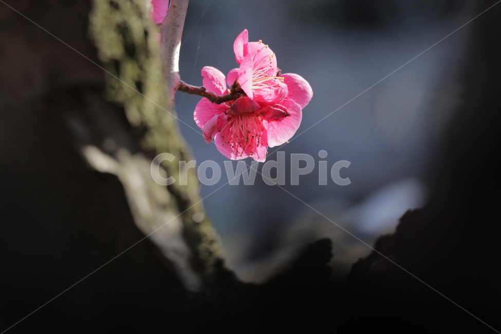 홍매화,봄,식물,근접촬영,나무,nopeople,botany,petal,pink,봄,계절,spring,season,식물,자연,plants,nature,꽃,flower,plant,geranium,제라늄,blossom