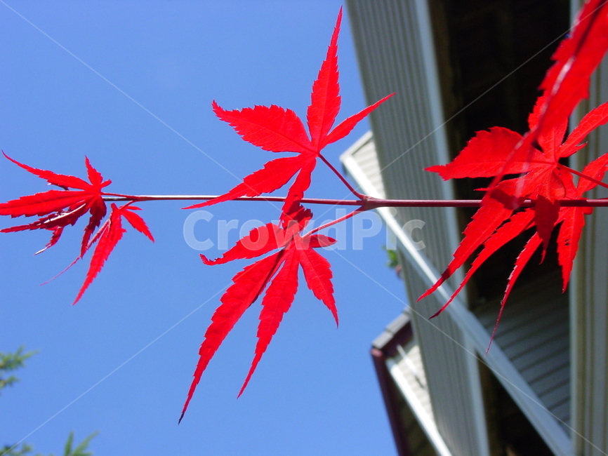 leaf,잎,나무,단풍,fall,가을,빨강
