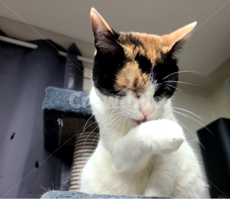 애완동물,고양이,pet,cat,동물,그루밍