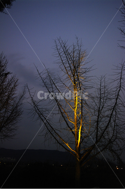 나무,조명,빛,식물,plant,겨울,계절,winter,season,야경,밤,풍경,nightscape,night,landscape,식물,자연,plants,nature,나무,trees,wood