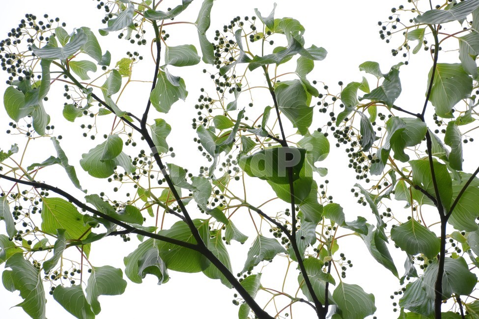 나무,층층나무,식물,자연,신비,식물,자연,plants,nature