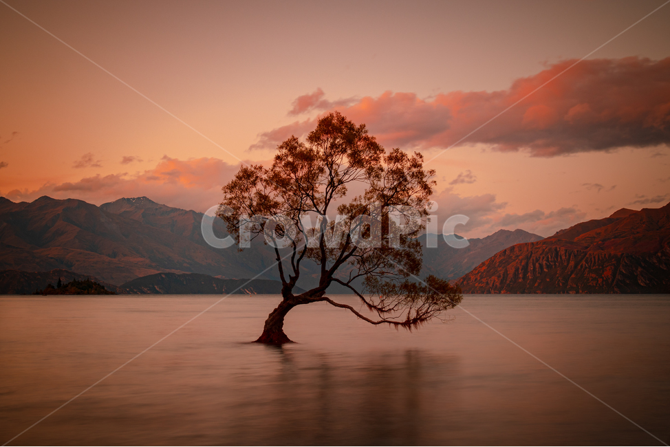 뉴질랜드,와나카,나무,호수,일몰,자연,풍경,nature,landscape,해외,외국,세계,foreign,oversea,world,세계자연풍경,해외자연풍경,외국자연풍경,world nature landscape,식물,plants,나무,trees,wood