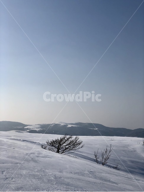 눈,오후,나무,하늘,목장,평창,강원도,겨울,계절,winter,season,자연,풍경,nature,landscape,outdoors,옥외,mountain,산