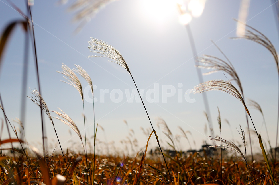 grass,plant,식물,갈대,공원,하늘공원,노을,가을,계절,fall,autumn,season