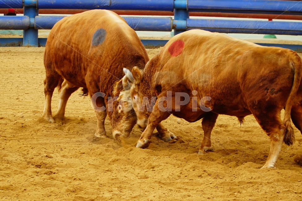 청도,소,소싸움,동물,청도소싸움,동물,animal,포유류,mammal