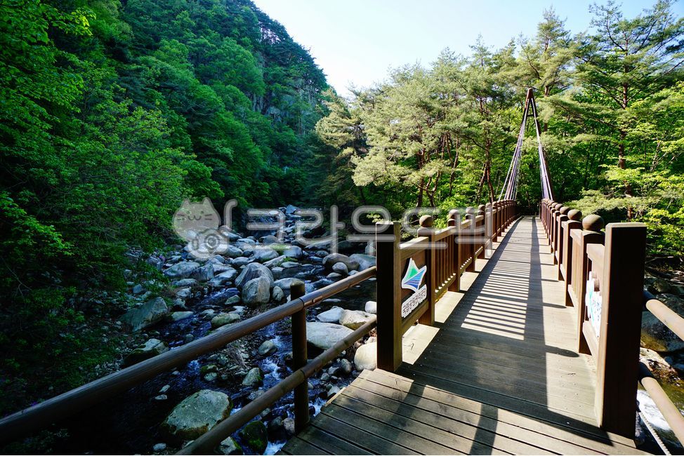 가야산,소리길,탐방로,산책로,합천군,합천,계곡,경상남도,트래킹,산책길,홍류동계곡,홍류동,명소,경관,데크,데크길,난간,숲길,나무,자연,수목,길,경치,한국,대한민국,아시아,교량,피톤치드,건축,건축물,nature,bridge,boardwalk,outdoors,초록,초록색,그린