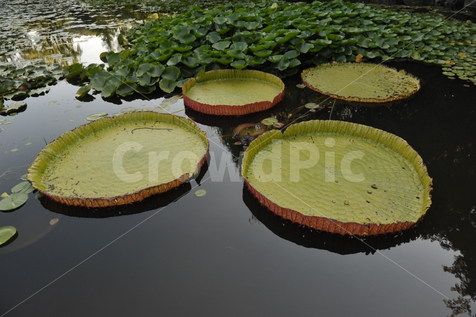 공원,연잎,호수,청개구리,여행,자연,풍경,nature,landscape,식물,plants,한국자연풍경,한국자연경관,korea nature landscape,plant,blossom,꽃,flower,lily,백합