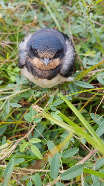 animal,동물,블루버드,bluebird,jay,어치,bird,새,동물,animal,조류,새,birds