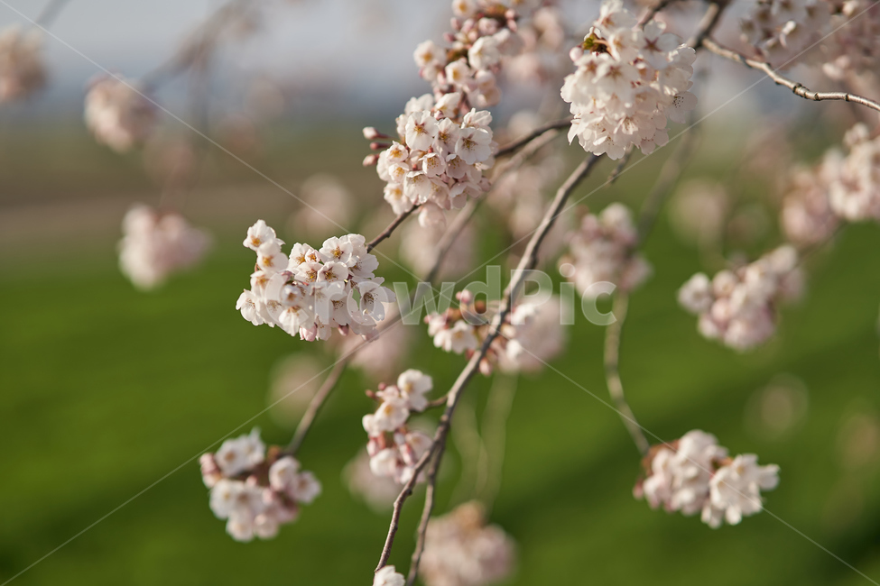 spring,flowers,botanical,봄,꽃