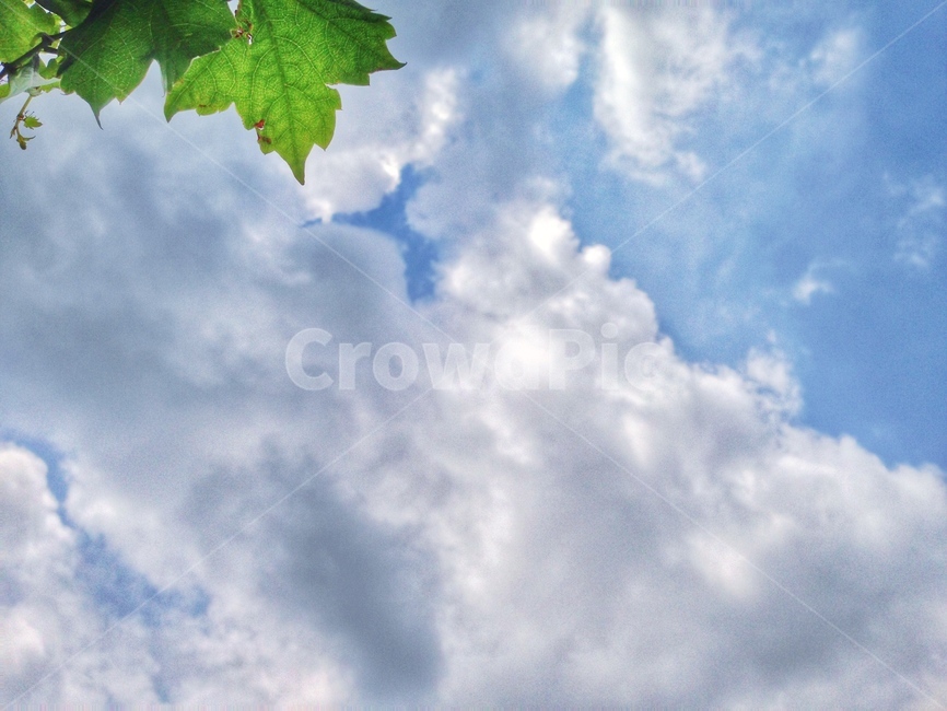 풀잎,하늘,소망,찬란,파아란,싱그러운,자연,풍경,nature,landscape,leaf,잎,plant,식물