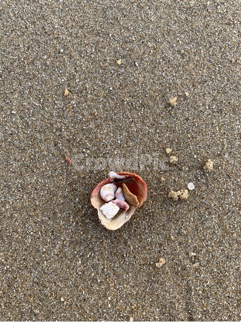 조개,바다,조개껍질,shell,clam,해운대,부산