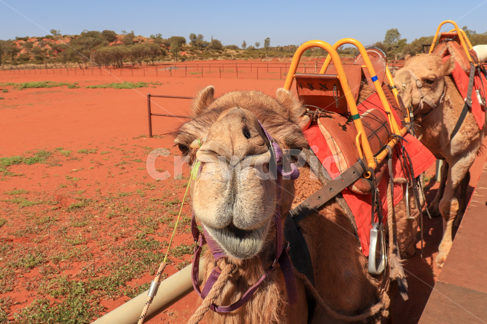 낙타,camel,사막,울룰루,uluru,낙타혹,혹,camelshump,hump,동물,animal,포유류,mammal