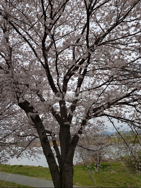 식물,벚꽃,flower,tree,나무,plant
