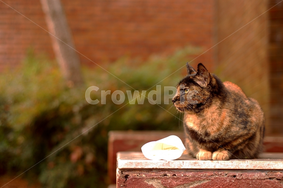고양이,동물,벤치,식빵,모델,종이컵,식빵자세,경북대,기숙사,근처,옆모습,cat,동물,animal,포유류,mammal,고양이,cat,kitten,kitty