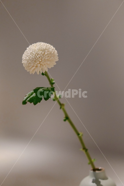 배경화면,하얀꽃,꽃,국화,flower,꽃,flower