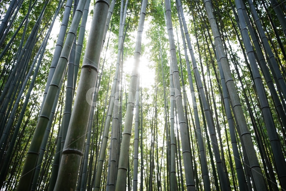 대나무,대나무숲,햇살,울창,초록,담양,한국,야외,식물,자연,plants,nature,나무,trees,wood,휴식,힐링,rest,relaxation,healing