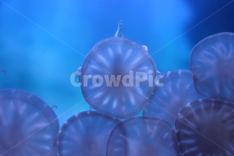 sealife,해양생물,animal,동물,수족관