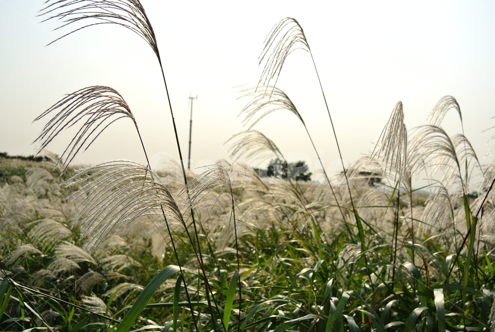 갈대,자연,하늘공원,풍경,억새,가을,계절,fall,autumn,season,grass,잔디,plant,식물,lawn,reed