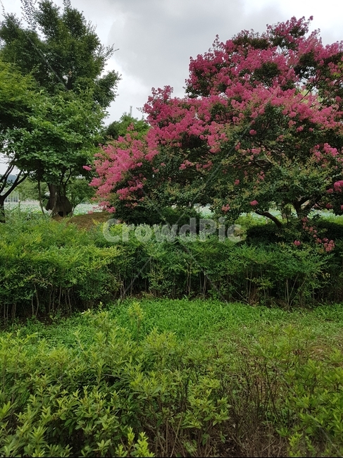 나무,풀,분홍나무,덕진공원,전주,자연,풍경,nature,landscape,plant,식물