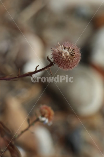 겨울,마른꽃,식물,풍경,강가,식물,자연,plants,nature,꽃,flower