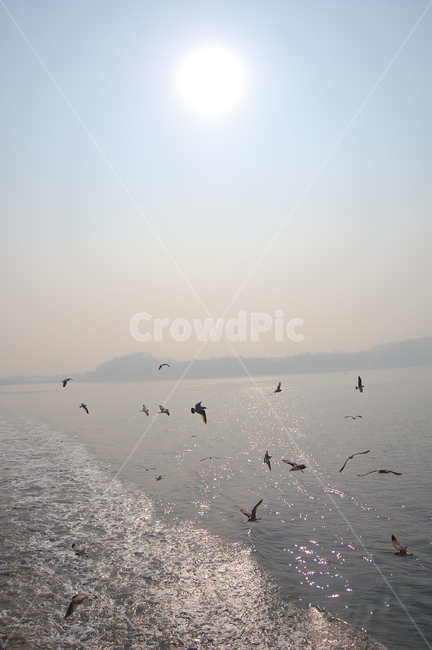 하늘,바다,갈매기,해,산,자연,풍경,nature,landscape,outdoors,옥외,animal,동물,bird,새
