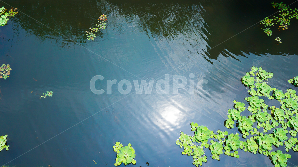연못,개구리밥,자연,물,물결,pond,duckweed,nature,water,wave,자연,풍경,nature,landscape,outdoors,옥외