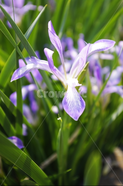 타래붓꽃,꽃,flower,계절,봄,spring,plant,자연,nature,식물,자연,plants,nature,꽃,flower
